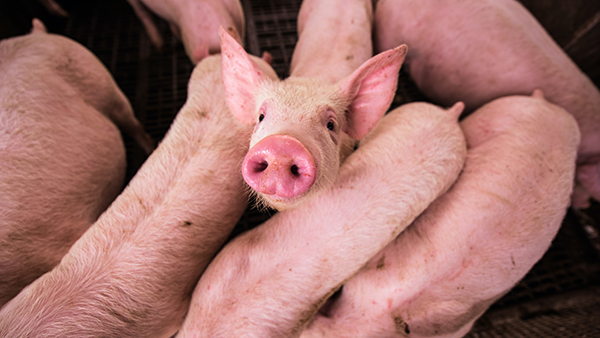 gene editing_pig farm